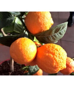 Elho Verkäufe -Elho Verkäufe 7266794 WE DE 002 LimaRossa