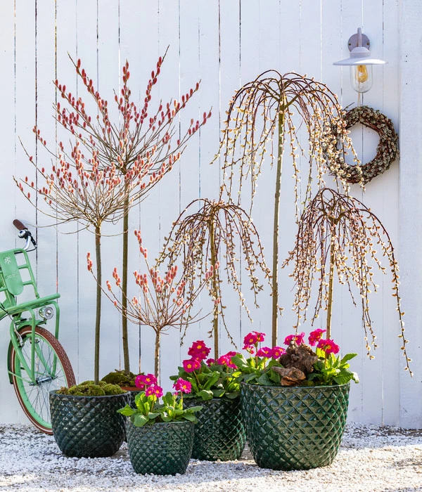 Stängelprimel, Verschiedene Farben 11 Stängelprimel, Verschiedene Farben – Bild 9