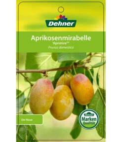 Dehner Aprikosenmirabelle 'Aprimira' -Elho Verkäufe 7600851 AprikosenmirabelleAprimira Etikett 1