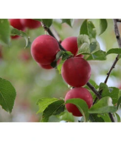 Aprikosen-Kirsche 'Aprikyra®'