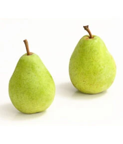 Winterbirne 'Alexander Lucas' 10 Winterbirne 'Alexander Lucas' -Elho Verkäufe 7602709 WE DE 007 BirneAlexanderLucasDehnerExpressHerzig