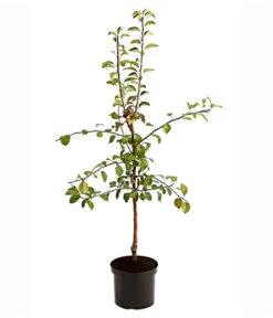 Birnen-Duo 'Clapps Liebling'/'Alexander Lucas' -Elho Verkäufe 7602816 PR FS 001 BirnenDuoClappsLieblingAlexanderLucas95LiterDehnerExpressHerzig