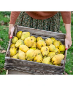 Apfelquitte -Elho Verkäufe 7604978 WE MO 001 Quittenkorb 1