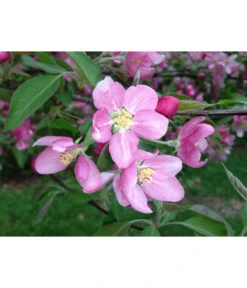 Rotfleischiger Apfel 'Baya Marisa' -Elho Verkäufe 7610488 PR DE 001 MalusApfelRotfleischigBluetePixabay