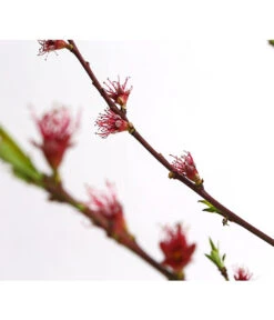 Dehner Pfirsich 'Benedicte' -Elho Verkäufe 7611155 WE DE 001 PfirsichBenedicteDehnerExpressHerzig