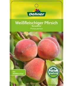 Dehner Pfirsich 'Benedicte' -Elho Verkäufe 7611155 WeissfleischigerPfirsichBenedicte Etikett 1