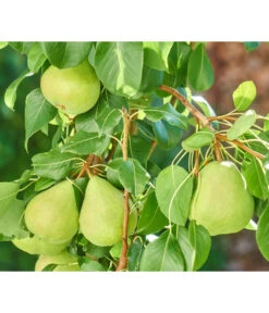 Zwergbirne 'Luisa' -Elho Verkäufe 7611999 WE DE 003 PyrusZwergbirneBirnePixabay