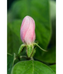 Birnenquitte -Elho Verkäufe 7612286 WE DE 002 CydoniaOblongaQuitteLucknerMai2015