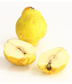 Birnenquitte -Elho Verkäufe 7612286 WE DE 003 BirnenquittePortugiesischeCydoniaOblonaDehnerExpressHerzig