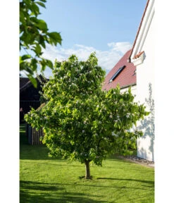 Birnenquitte -Elho Verkäufe 7612286 WE MO 003 CydoniaOblongaQuitteLucknerMai2015