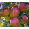 Herbstapfel 'Braeburn' -Elho Verkäufe 7618531 WE DE 001 ApfelbaumMalusBraeburnApfel