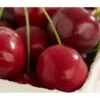Süßkirsche 'Burlat' -Elho Verkäufe 7620180 DE DE 001 KirscheBurlat