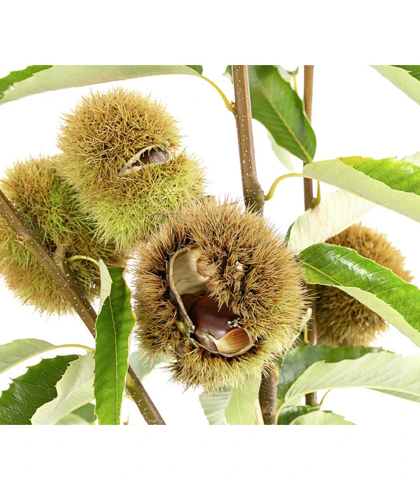 Esskastanie 'Bouche De Betizac' 3 Esskastanie 'Bouche De Betizac'