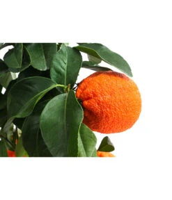 Rangpur-Limette 'Lima Rossa' -Elho Verkäufe 7622616 WE DE 001 CitrusLimaRossaSuesseLimette