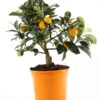 Kumquat 2 Kumquat -Elho Verkäufe 7623010 PR FS 002 CitrusKumquatT13Allgreen