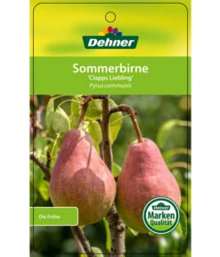 Sommerbirne 'Clapps Liebling' -Elho Verkäufe 7625494 SommerbirneClappsLiebling Etikett 1