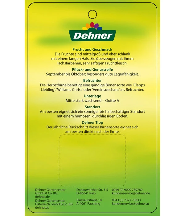 Herbstbirne 'Conference' 10 Herbstbirne 'Conference' – Bild 8