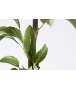 Herbstbirne 'Conference' 15 Herbstbirne 'Conference' -Elho Verkäufe 7625908 PR DE 001 BirneConferencePyrusBusch95LiterDehnerExpressZS