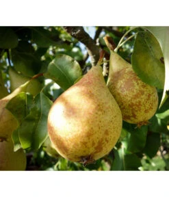 Herbstbirne 'Conference'