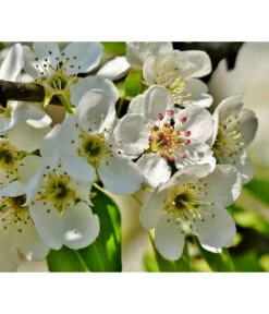 Herbstbirne 'Conference' 12 Herbstbirne 'Conference' -Elho Verkäufe 7625908 PR DE 003 PyrusBirneConferenceBluetePixabay