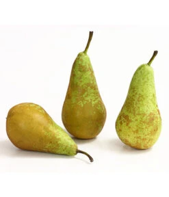 Herbstbirne 'Conference' 13 Herbstbirne 'Conference' -Elho Verkäufe 7625908 WE DE 005 BirneConferenceDehnerExpressHerzig