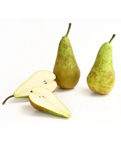 Herbstbirne 'Conference' 14 Herbstbirne 'Conference' -Elho Verkäufe 7625908 WE DE 006 BirneConferenceDehnerExpressHerzig