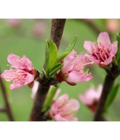 Nektarine 'Crimson Gold' -Elho Verkäufe 7626005 PR DE 002 PrunusNektarineCrimsonGoldBluetePixabay