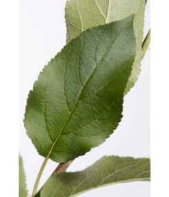 Apfel-Duo 'Jonagold'/'Elstar' -Elho Verkäufe 7639248 PR DE 001 ApfelElstarJonagoldDuoMalus95LiterDehnerExpressZS