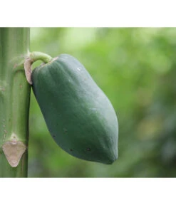 Papaya 7 Papaya -Elho Verkäufe 7641301 WE DE 001 CaricaPapaya