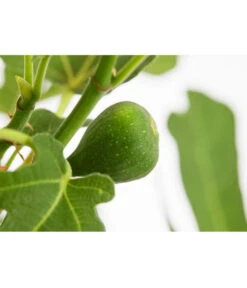 Feige 'Rouge De Bordeaux' -Elho Verkäufe 7642937 PR DE 001 FicusCaricaFeigeBrownTurkey7 5LDehnerExpressZS