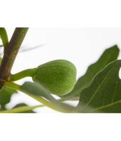 Echte Feige 'Dalmatie' 7 Echte Feige 'Dalmatie' -Elho Verkäufe 7642994 PR DE 001 FeigeDalmatieFicusCarica7 5LDehnerExpressZS