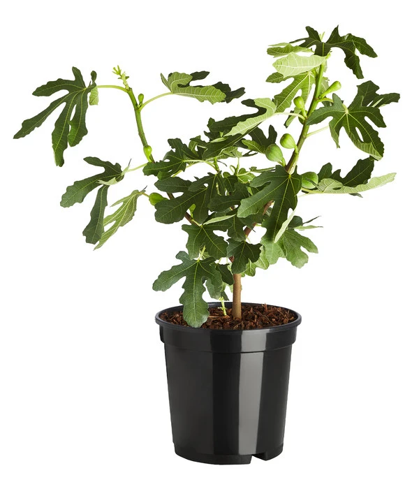 Echte Feige 'Dalmatie' 4 Echte Feige 'Dalmatie' – Bild 2