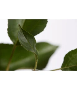 Herbstapfel 'Gala' 9 Herbstapfel 'Gala' -Elho Verkäufe 7645880 PR DE 001 ApfelGalaBuschMalus95LiterDehnerExpressZS