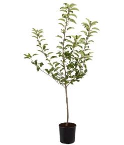 Herbstapfel 'Gala' 8 Herbstapfel 'Gala' -Elho Verkäufe 7645880 PR FS 001 ApfelGalaBuschMalus95LiterDehnerExpressZS