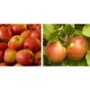 Apfel-Duo 'Gala'/'Elstar' -Elho Verkäufe 7645914 WE MO 002 DuoApfelElstarGala
