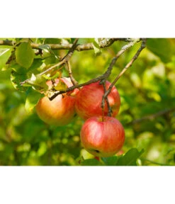 Herbstapfel 'Gravensteiner' -Elho Verkäufe 7657356 WE DE 002 ApfelGravensteinerPixabay