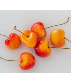 Kirschen-Duo 'Regina/Napoleon' -Elho Verkäufe 7657570 WE MO 001 SuesskirscheGrossePrinzessinPixabay 1