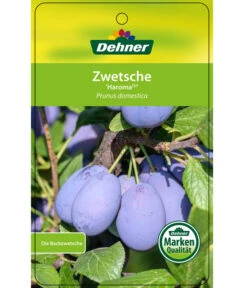 Zwetschge 'Haroma' -Elho Verkäufe 7662703 ZwetscheHaroma Etikett 1