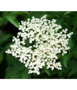 Großfruchtiger Holunder 'Haschberg' 8 Großfruchtiger Holunder 'Haschberg' -Elho Verkäufe 7662760 PR DE 002 SambucusHolunderHaschbergPixabay