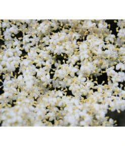 Großfruchtiger Holunder 'Haschberg' 9 Großfruchtiger Holunder 'Haschberg' -Elho Verkäufe 7662760 WE DE 003 SambucusHolunderBluete