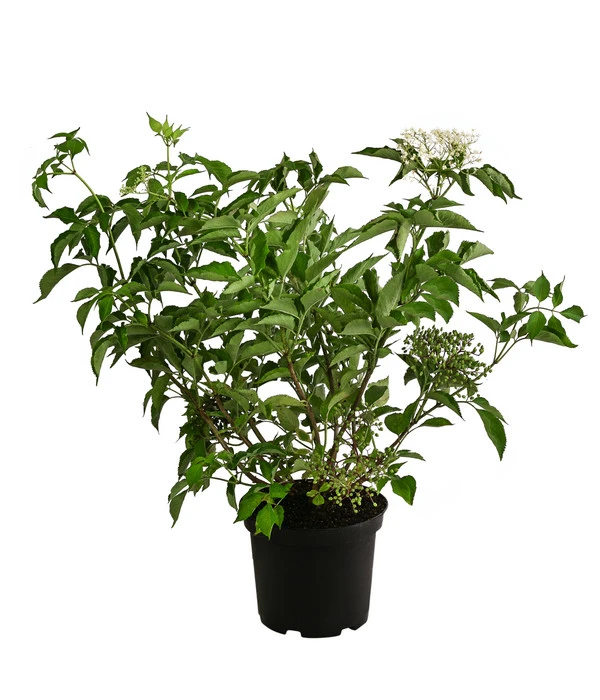 Großfruchtiger Holunder 'Haschberg' 4 Großfruchtiger Holunder 'Haschberg' – Bild 2