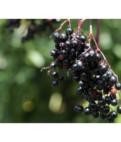 Holunder 'Black Tower' -Elho Verkäufe 7662810 PR MO 002 HolunderBlackTower