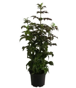 Holunder 'Black Tower' -Elho Verkäufe 7662810 WE FS 001 SambucusBlackTowerSaeulenholunderDehnerExpressHerzig