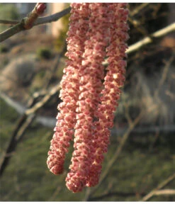 Dehner Haselnuss 'Rote Zellernuss' -Elho Verkäufe 7663073 PR 001 CoryllusHaselnussPixabay