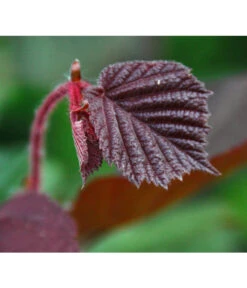 Dehner Haselnuss 'Rote Zellernuss' -Elho Verkäufe 7663073 PR DE 002 CoryllusHaselnussPixabay