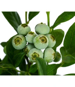 Heidelbeere 'Duke' -Elho Verkäufe 7665219 WE DE 003 VacciniumHeidelbeereDuke3L