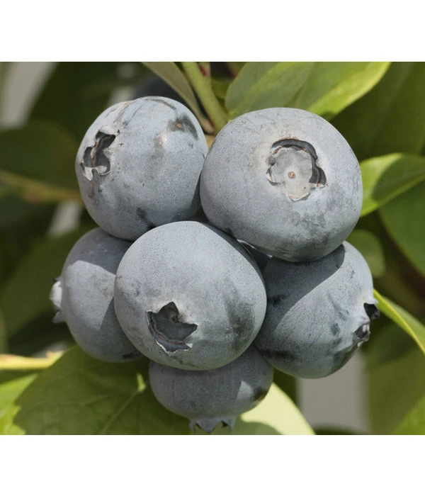 Heidelbeere 'Bonus' 3 Heidelbeere 'Bonus'