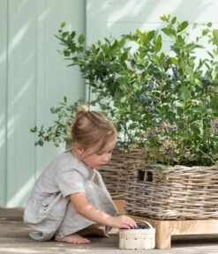 Heidelbeere 'Goldtraube' -Elho Verkäufe 7665318 WE MO 001 HeidelbeereGoldtraube