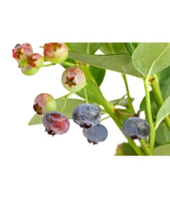 Dehner Gourmet Garten Heidelbeere 'Spartan' -Elho Verkäufe 7665508 PR DE 002 GourmetGartenHeidelbeereSpartan3LiterDehnerExpressHerzig