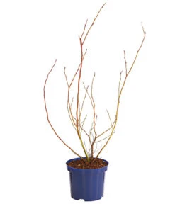 Dehner Gourmet Garten Heidelbeere 'Spartan' -Elho Verkäufe 7665508 WE FS 001 GGHeidelbeereSparten3L